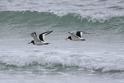 IMG_7885 Oystercatcher.JPG